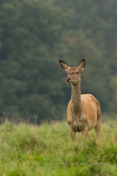 Cerf élaphe (Cervus elaphus) saison du brame