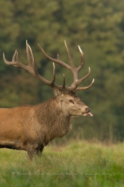 Cerf élaphe (Cervus elaphus) saison du brame