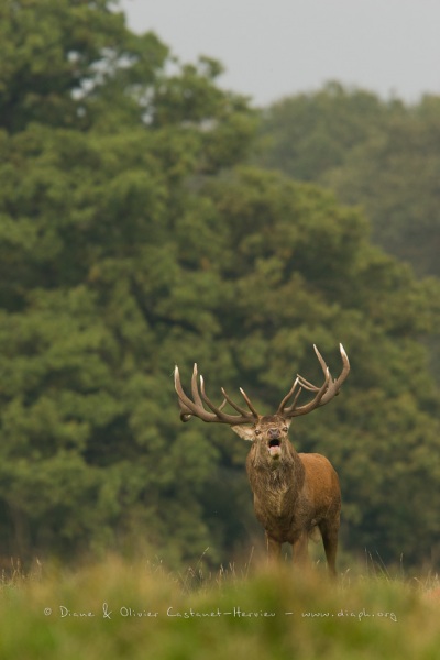 Cerf élaphe (Cervus elaphus) saison du brame