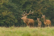 Cerf élaphe (Cervus elaphus) saison du brame