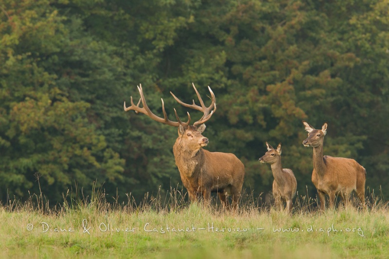 Cerf élaphe (Cervus elaphus) saison du brame