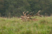 Cerf élaphe (Cervus elaphus) saison du brame