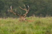 Cerf élaphe (Cervus elaphus) saison du brame
