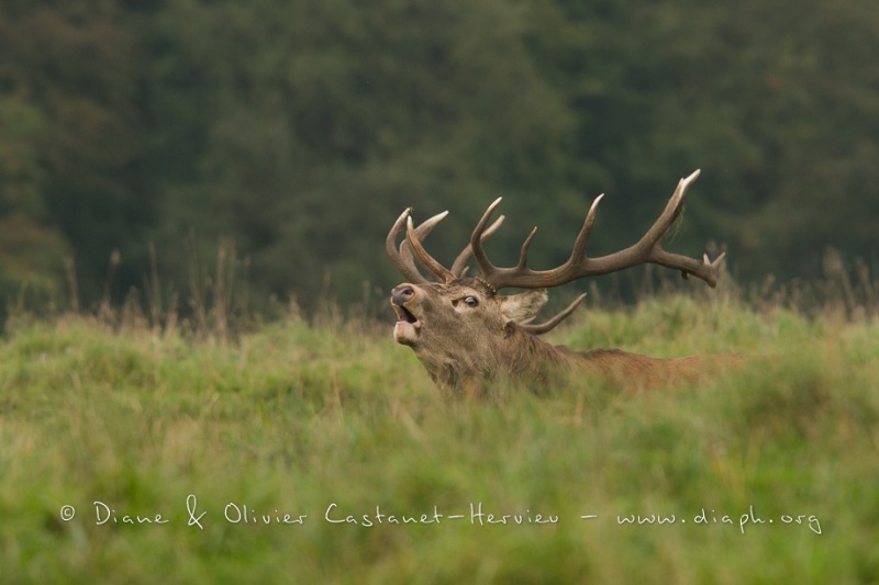 Cerf élaphe (Cervus elaphus) saison du brame