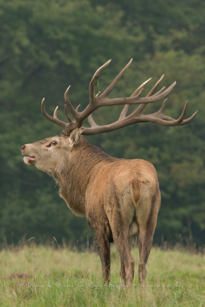 Cerf élaphe (Cervus elaphus) saison du brame