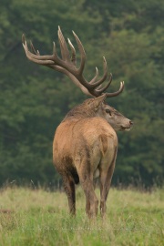 Cerf élaphe (Cervus elaphus) saison du brame