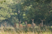 Cerf élaphe (Cervus elaphus) saison du brame