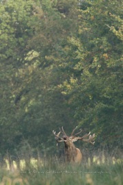 Cerf élaphe (Cervus elaphus) saison du brame