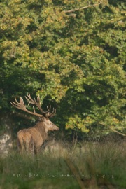 Cerf élaphe (Cervus elaphus) saison du brame