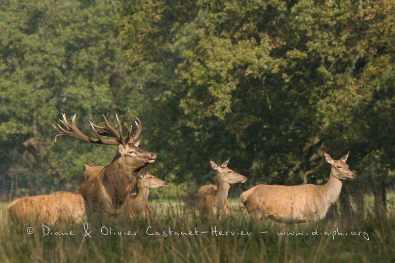 Cerf élaphe (Cervus elaphus) saison du brame