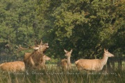 Cerf élaphe (Cervus elaphus) saison du brame