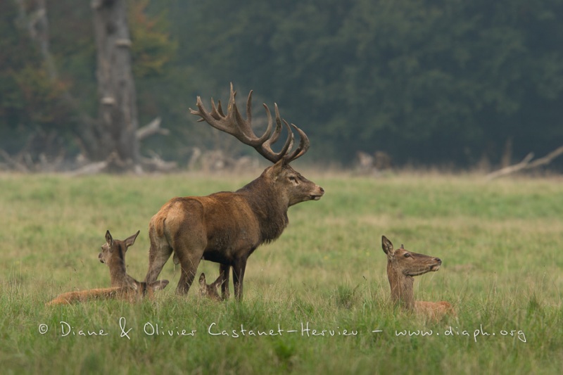 Cerf élaphe (Cervus elaphus) saison du brame