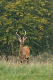 Cerf élaphe (Cervus elaphus) saison du brame