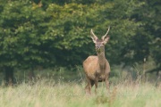 Cerf élaphe (Cervus elaphus) saison du brame