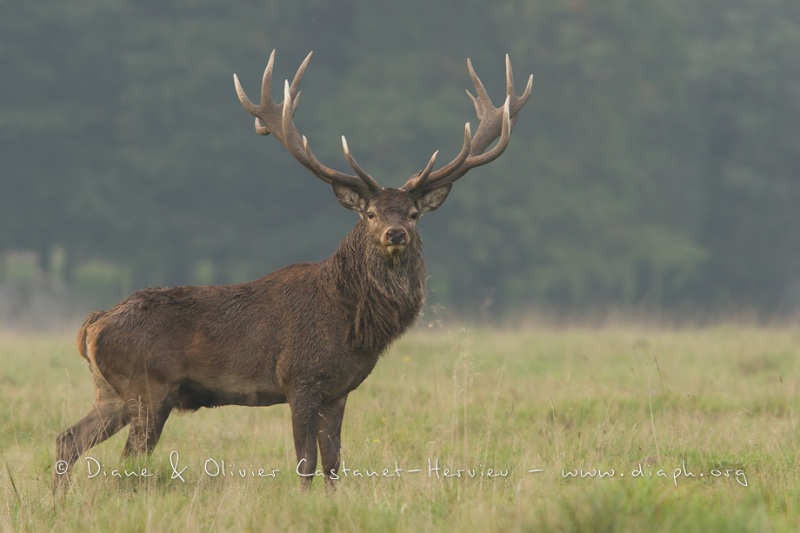 Cerf élaphe (Cervus elaphus) saison du brame