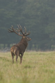 Cerf élaphe (Cervus elaphus) saison du brame