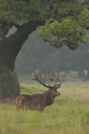 Cerf élaphe (Cervus elaphus) saison du brame