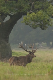 Cerf élaphe (Cervus elaphus) saison du brame