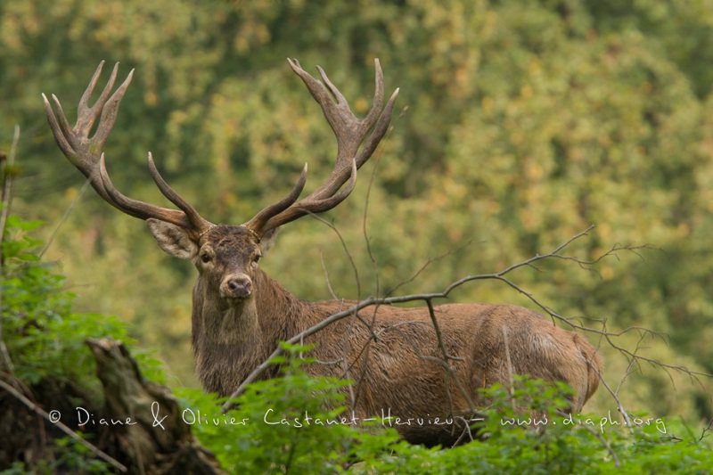 Cerf élaphe (Cervus elaphus) saison du brame