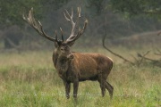 Cerf élaphe (Cervus elaphus) saison du brame