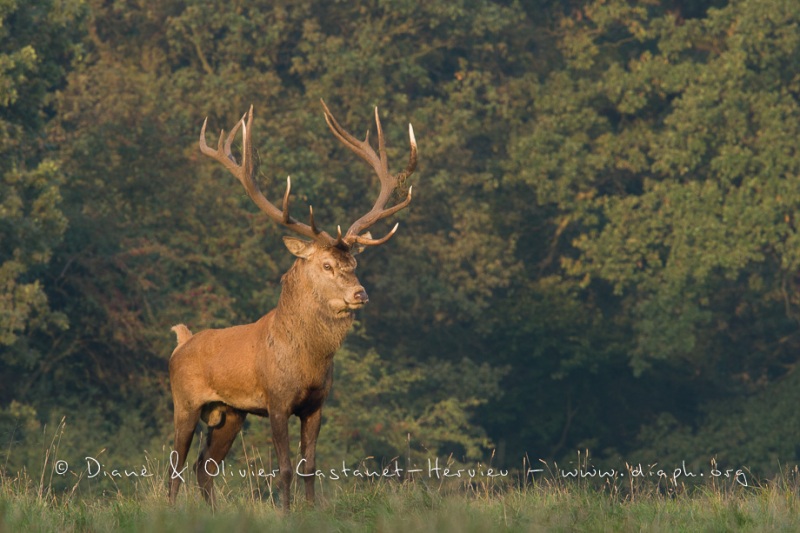 Cerf élaphe (Cervus elaphus) saison du brame