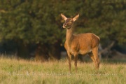 Cerf élaphe (Cervus elaphus) saison du brame