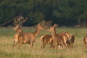 Cerf élaphe (Cervus elaphus) saison du brame