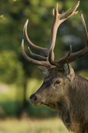 Cerf élaphe (Cervus elaphus) saison du brame