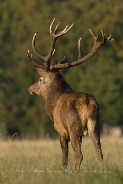 Cerf élaphe (Cervus elaphus) saison du brame