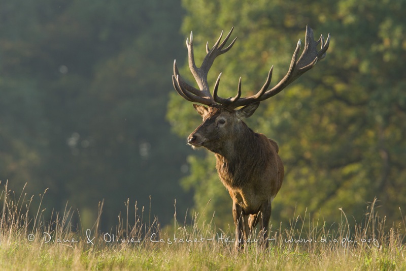 Cerf élaphe (Cervus elaphus) saison du brame