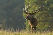 Cerf élaphe (Cervus elaphus) saison du brame