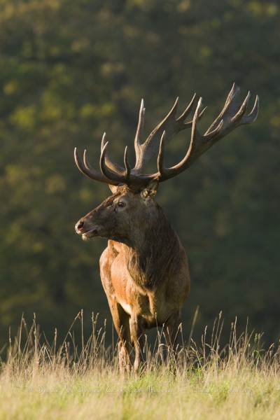 Cerf élaphe (Cervus elaphus) saison du brame