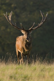 Cerf élaphe (Cervus elaphus) saison du brame