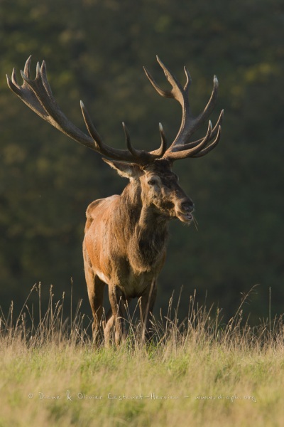 Cerf élaphe (Cervus elaphus) saison du brame