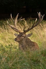 Cerf élaphe (Cervus elaphus) saison du brame