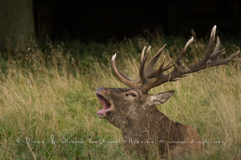 Cerf élaphe (Cervus elaphus) saison du brame