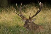 Cerf élaphe (Cervus elaphus) saison du brame