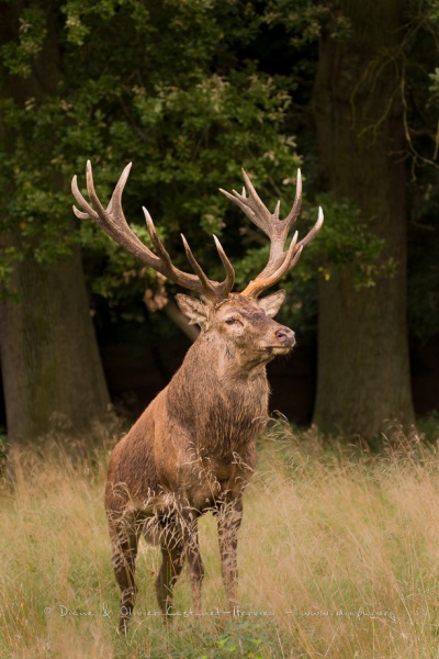 Cerf élaphe (Cervus elaphus) saison du brame