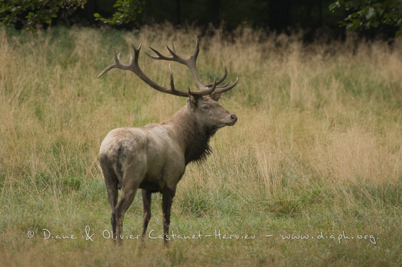 Cerf élaphe (Cervus elaphus) saison du brame