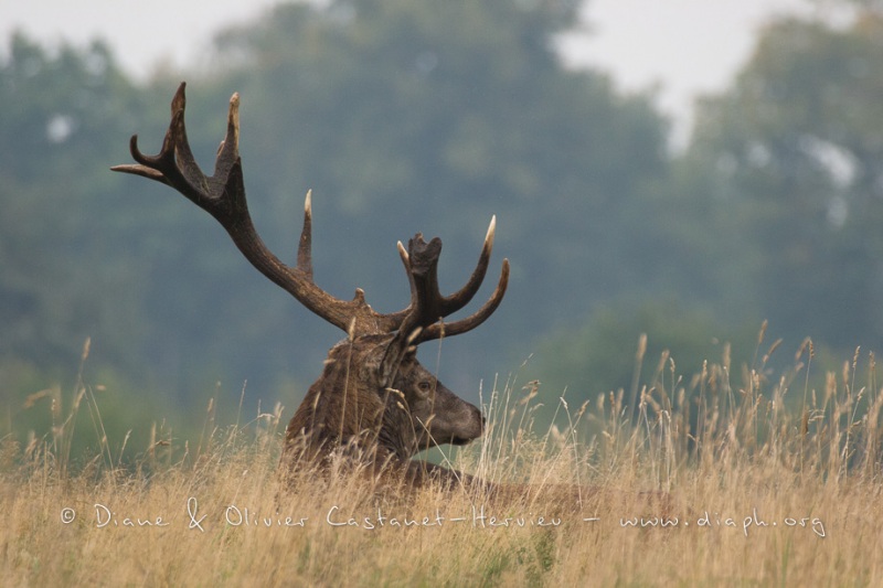 Cerf élaphe (Cervus elaphus) saison du brame