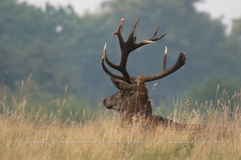 Cerf élaphe (Cervus elaphus) saison du brame