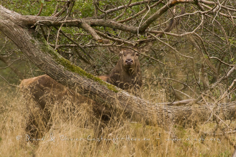 Cerf élaphe (Cervus elaphus) saison du brame