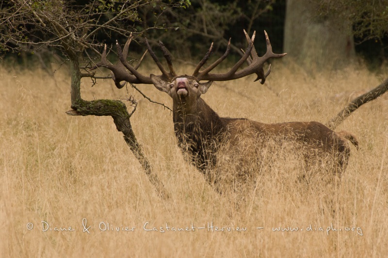 Cerf élaphe (Cervus elaphus) saison du brame