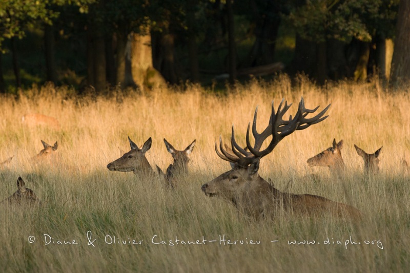 Cerf élaphe (Cervus elaphus) saison du brame