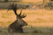 Cerf élaphe (Cervus elaphus) saison du brame