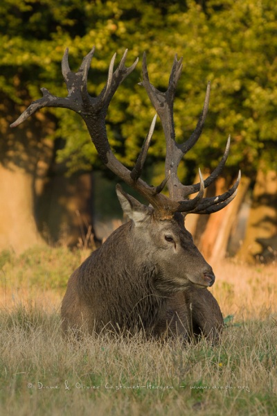 Cerf élaphe (Cervus elaphus) saison du brame