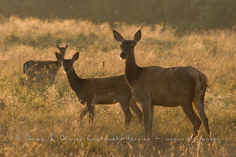 Cerf élaphe (Cervus elaphus) saison du brame