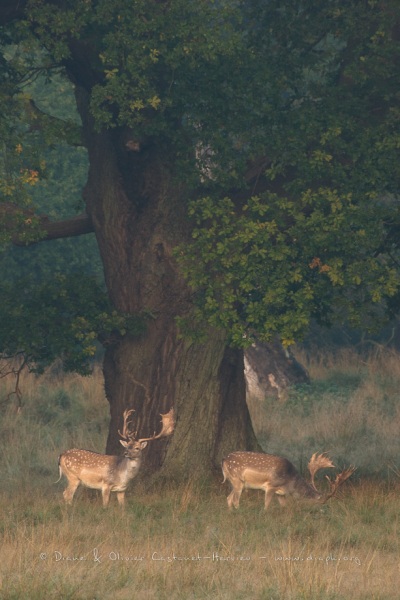 Daim (Dama dama) sous un chêne centenaire du Parc de Dyrehaven