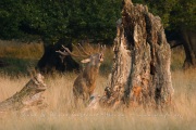 Cerf élaphe (Cervus elaphus) saison du brame