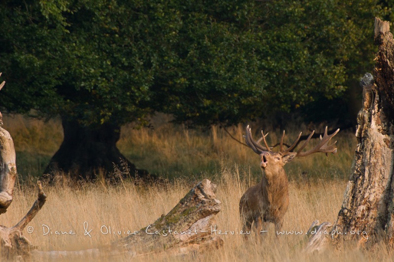 Cerf élaphe (Cervus elaphus) saison du brame